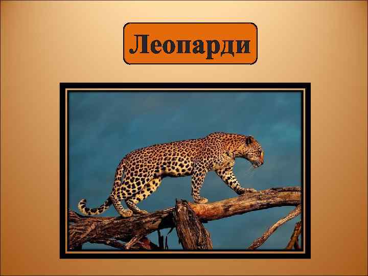 Леопарди 