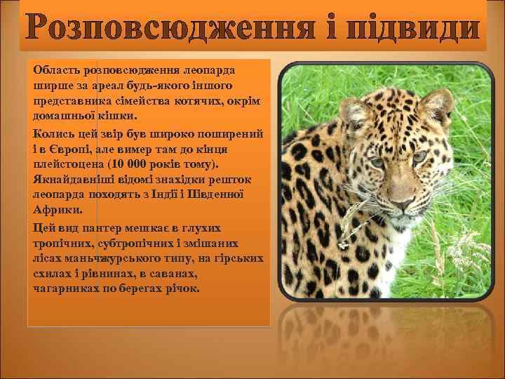 Розповсюдження і підвиди Область розповсюдження леопарда ширше за ареал будь-якого іншого представника сімейства котячих,