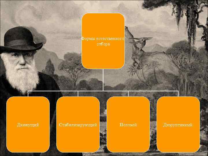 Формы естественного отбора Движущий Стабилизирующий Половой Дизруптивный 