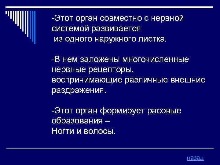 -Этот орган совместно с нервной системой развивается из одного наружного листка. -В нем заложены