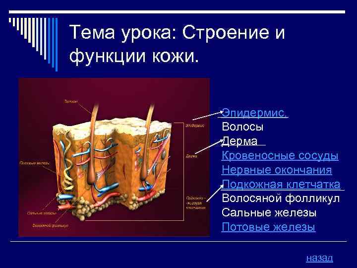Тема урока: Строение и функции кожи. Эпидермис. Волосы Дерма Кровеносные сосуды Нервные окончания Подкожная