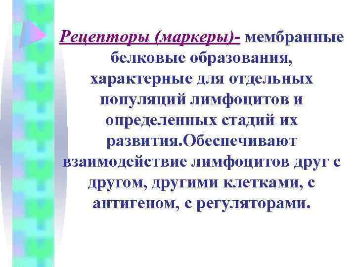 Рецепторы (маркеры)- мембранные белковые образования, характерные для отдельных популяций лимфоцитов и определенных стадий их