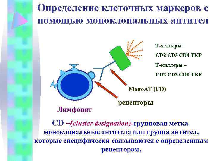 Определение клеточных маркеров с помощью моноклональных антител Т-хелперы – CD 2 CD 3 CD