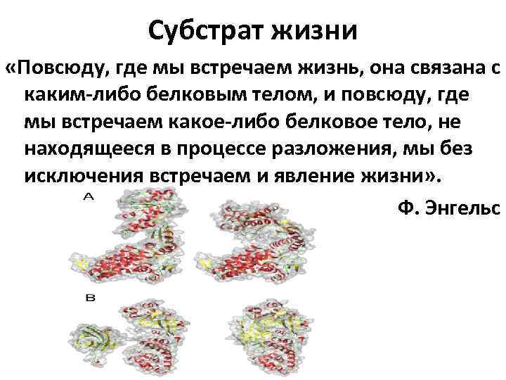 Общая характеристика жизни