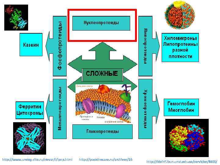 http: //www. urolog-site. ru/slovar/l/lpnp. html http: //packthecase. ru/archives/26 http: //bioinf. ibun. unal. edu. co/servicios/BLEE/