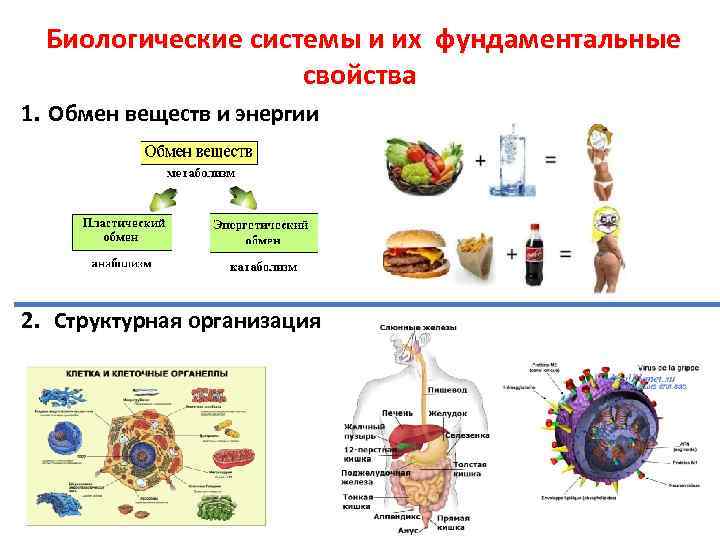 Какие признаки биологии. Принципы организации биологических систем. Биологические системы и их признаки. Признаки биологических систем. Биологические системы примеры.