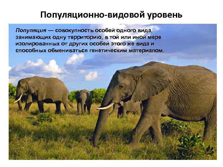 Популяционно-видовой уровень Популяция — совокупность особей одного вида, занимающих одну территорию, в той или