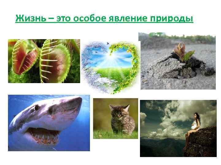  Жизнь – это особое явление природы 