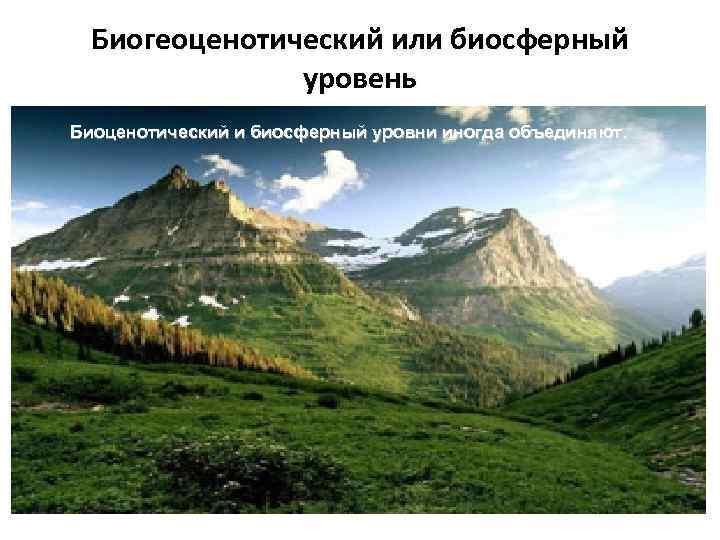 Биогеоценотический или биосферный уровень Биоценотический и биосферный уровни иногда объединяют. 