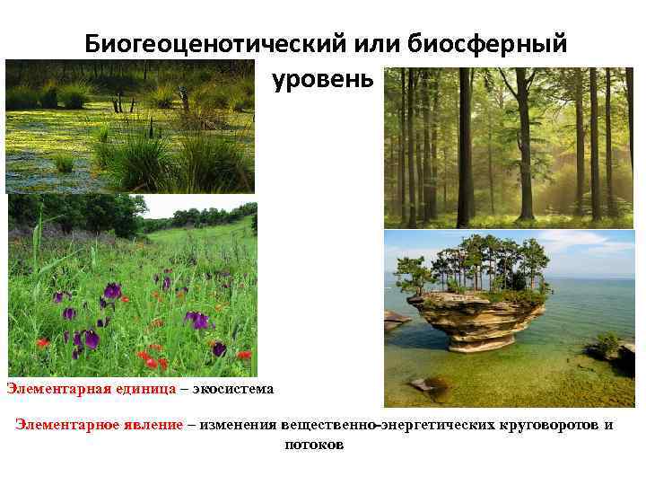 3 биогеоценотический уровень. Экосистемный биогеоценотический. Биогеоценотический (Экосистемный) уровень. Биогеоценотический и биосферный уровни жизни. Уровни организации живого биогеоценозный.