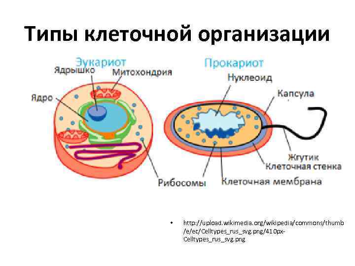 3 типа клеток