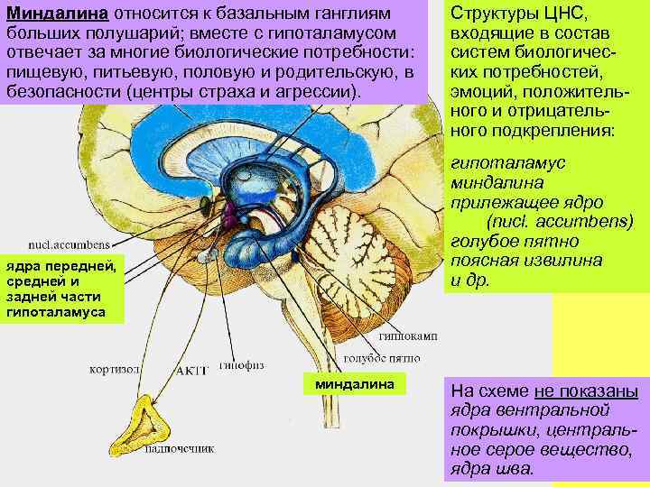 Подкорковые ядра полушарий. Большие полушария головного мозга базальные ганглии. Строение головного мозга базальные ганглии. Базальные ганглии гиппокамп мозг. Базальных ганглиях подкорковых структур.