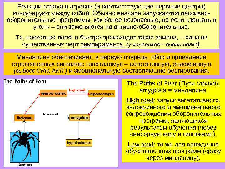 Конкурируют между собой. Реакция на страх. Физиология страха у человека. Оборонительные программы организма.