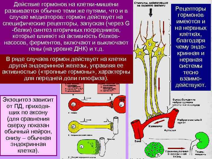 Влияние гормонов на рост и развитие человека проект по биологии 8 класс