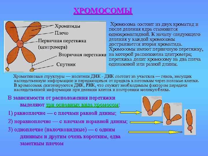 ХРОМОСОМЫ Хромосома состоит из двух хроматид и после деления ядра становится однохроматидной. К началу