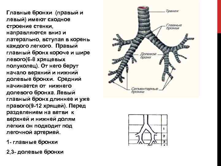 Структура бронхиального дерева имеющая в своих стенках хрящ