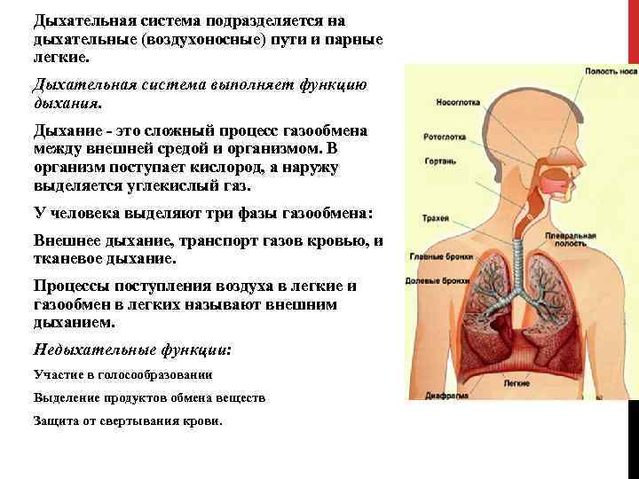 Общий план строения и функции дыхательной системы