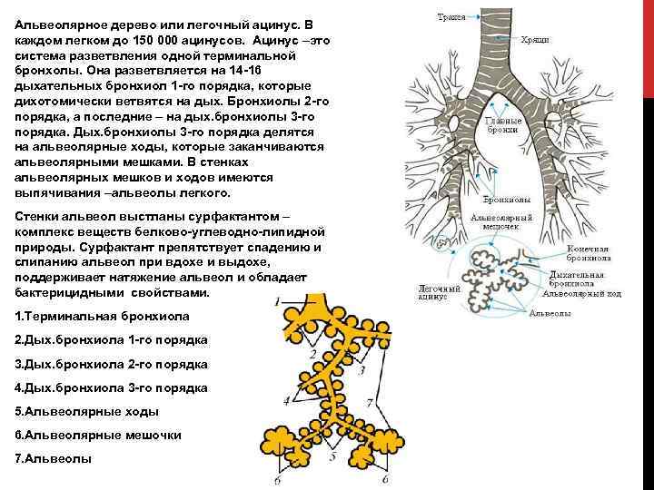 Изучите структурную единицу легкого ацинус сделайте к рисунку обозначения