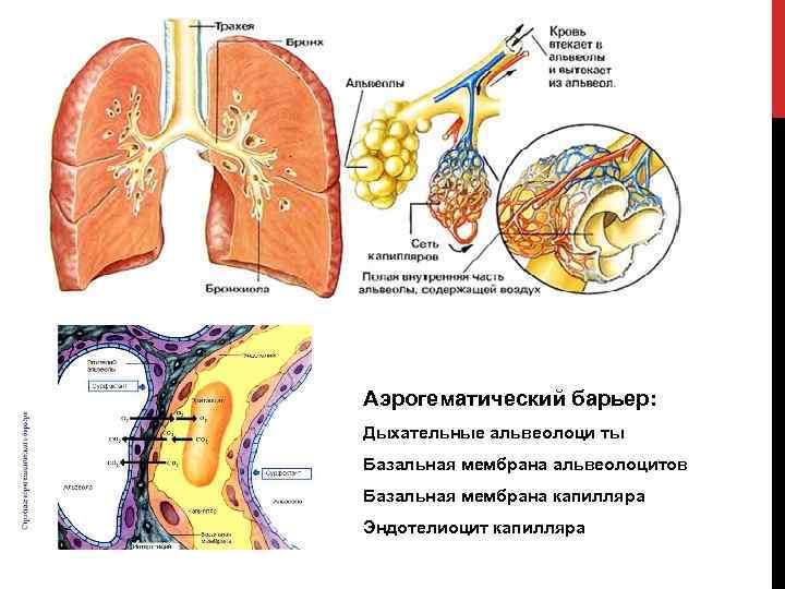 Аэрогематический барьер презентация