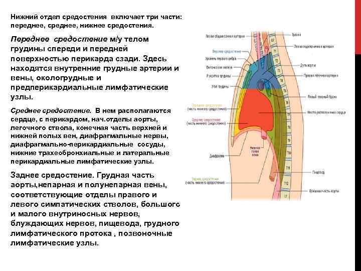 Нижний отдел средостения включает три части: переднее, среднее, нижнее средостения. Переднее средостение м/у телом