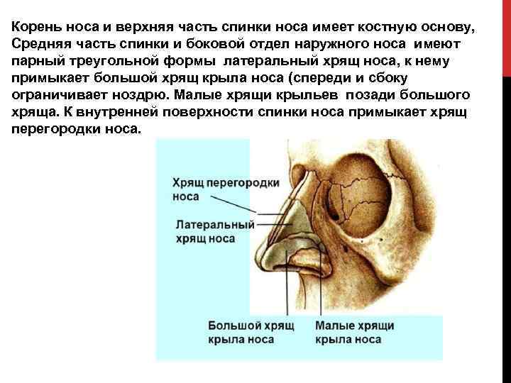 Корень носа и верхняя часть спинки носа имеет костную основу, Средняя часть спинки и