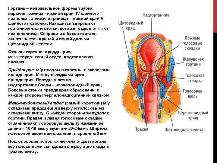 Гортань строение и функции