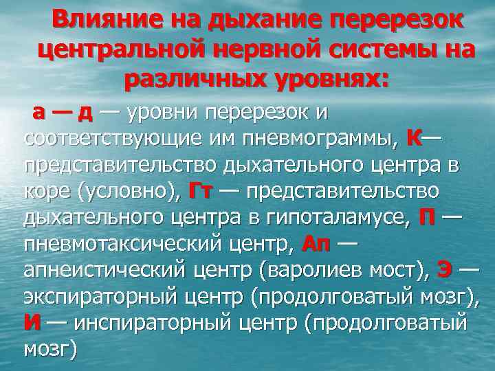 Влияние на дыхание перерезок центральной нервной системы на различных уровнях: а — д —