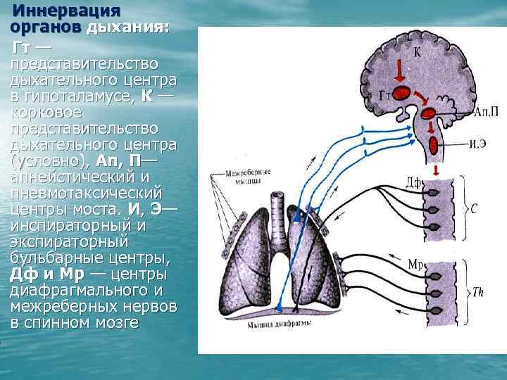 В гипоталамусе находятся центры дыхания