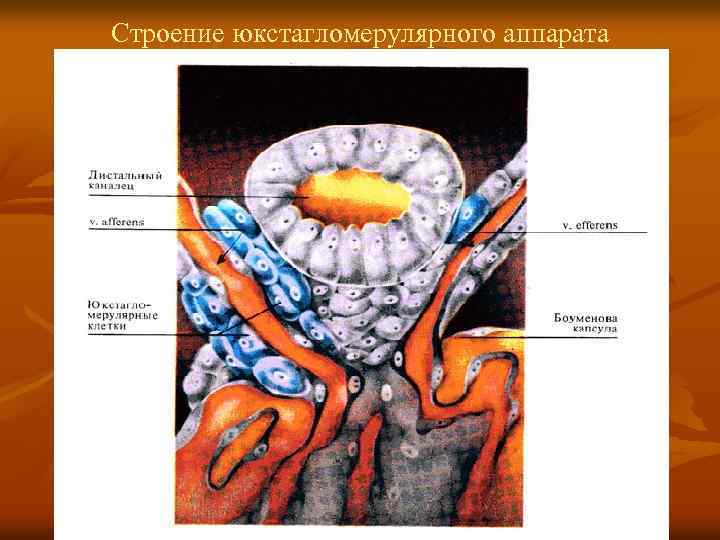 Строение юкстагломерулярного аппарата 