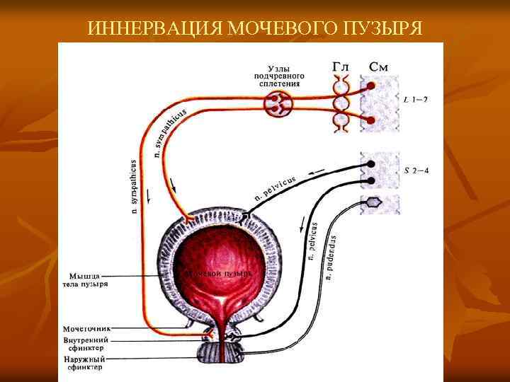ИННЕРВАЦИЯ МОЧЕВОГО ПУЗЫРЯ 