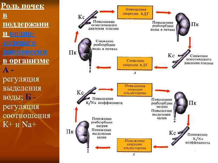  Роль почек в поддержани и водносолевого равновесия в организме А - регуляция выделения