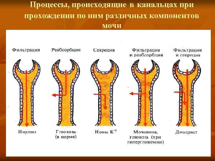 Процессы, происходящие в канальцах при прохождении по ним различных компонентов мочи 