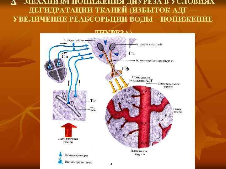 А—МЕХАНИЗМ ПОНИЖЕНИЯ ДИУРЕЗА В УСЛОВИЯХ ДЕГИДРАТАЦИИ ТКАНЕЙ (ИЗБЫТОК АДГ — УВЕЛИЧЕНИЕ РЕАБСОРБЦИИ ВОДЫ—ПОНИЖЕНИЕ ДИУРЕЗА)