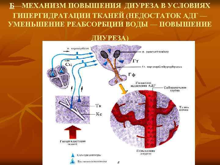 Повышает диурез. Механизм уменьшения диуреза. Усиление диуреза. Механизм влияния АДГ на диурез. Механизм увеличения диуреза физиология.