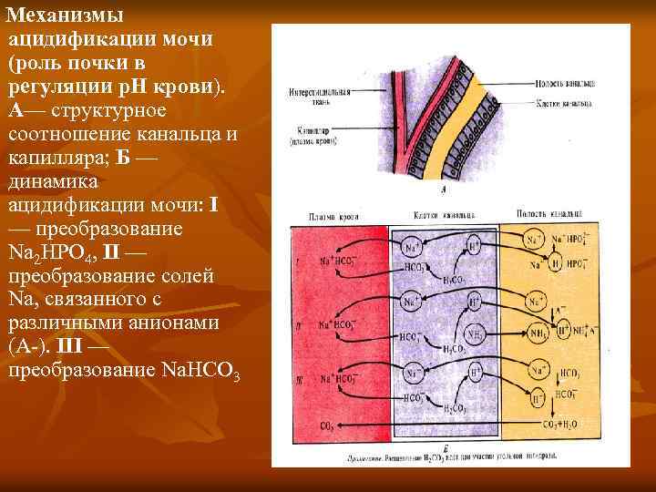  Механизмы ацидификации мочи (роль почки в регуляции р. Н крови). А— структурное соотношение