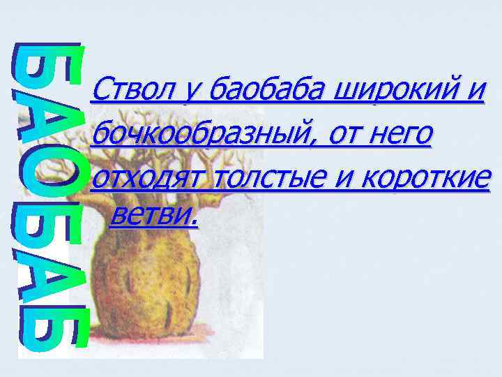 Ствол у баобаба широкий и бочкообразный, от него отходят толстые и короткие ветви. 