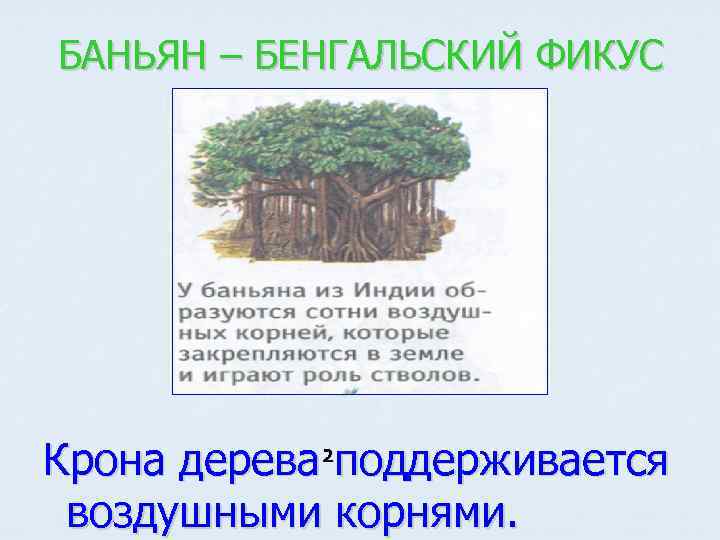 БАНЬЯН – БЕНГАЛЬСКИЙ ФИКУС Крона дерева 2 поддерживается воздушными корнями. 