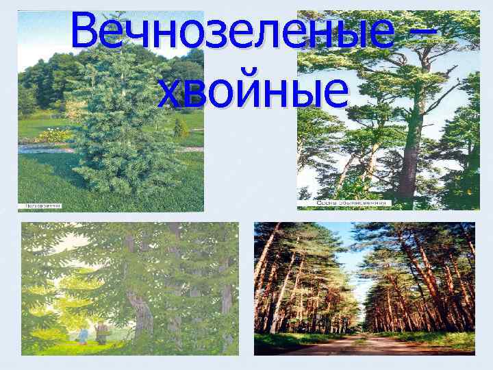 Вечнозеленые – хвойные 