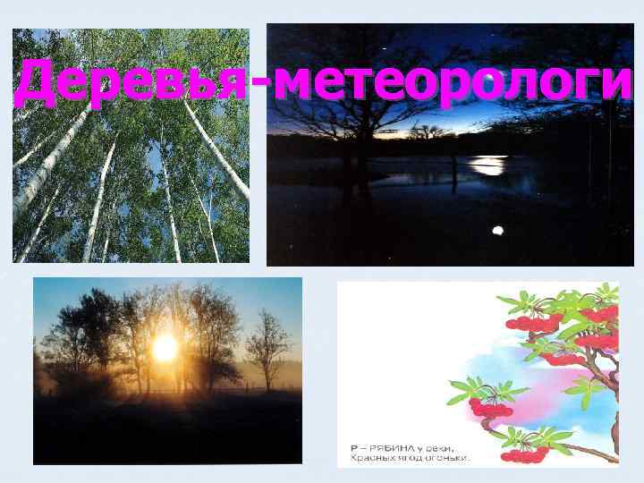 Деревья-метеорологи 