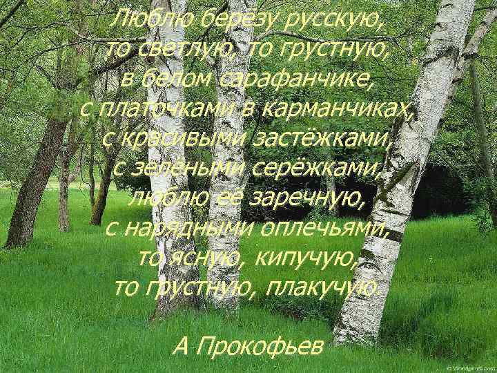 Люблю берёзу русскую, то светлую, то грустную, в белом сарафанчике, с платочками в карманчиках,