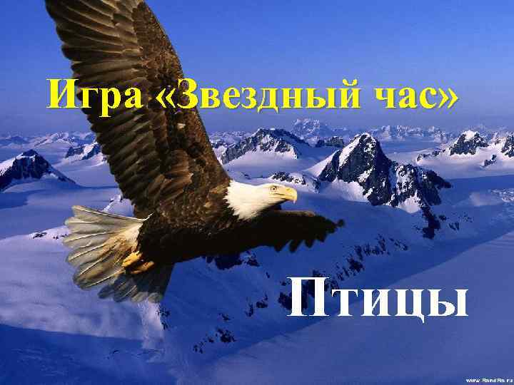Игра «Звездный час» Птицы 