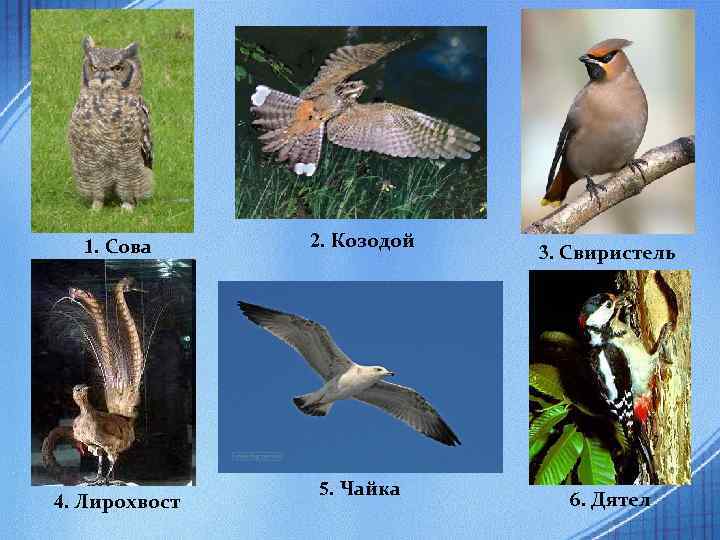 1. Сова 4. Лирохвост 2. Козодой 5. Чайка 3. Свиристель 6. Дятел 