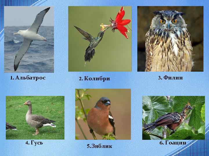 1. Альбатрос 4. Гусь 2. Колибри 5. Зяблик 3. Филин 6. Гоацин 