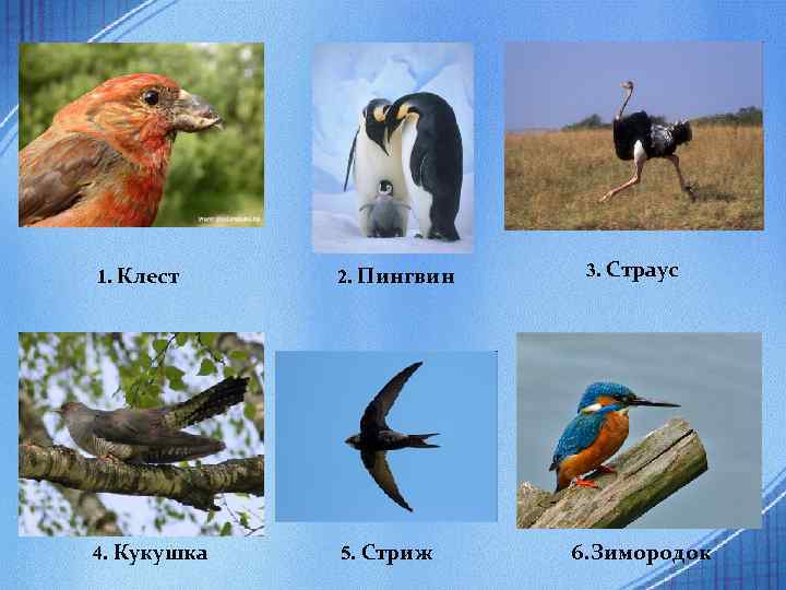 1. Клест 2. Пингвин 4. Кукушка 5. Стриж 3. Страус 6. Зимородок 
