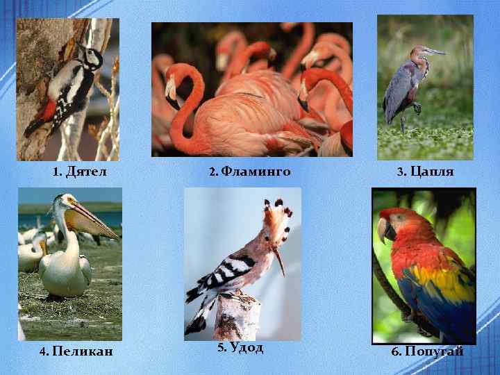 1. Дятел 4. Пеликан 2. Фламинго 5. Удод 3. Цапля 6. Попугай 