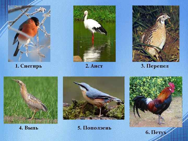 1. Снегирь 2. Аист 4. Выпь 5. Поползень 3. Перепел 6. Петух 