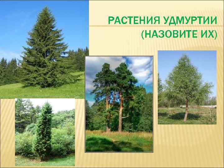 РАСТЕНИЯ УДМУРТИИ (НАЗОВИТЕ ИХ) 