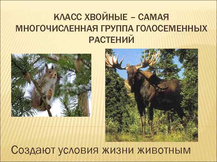 КЛАСС ХВОЙНЫЕ – САМАЯ МНОГОЧИСЛЕННАЯ ГРУППА ГОЛОСЕМЕННЫХ РАСТЕНИЙ Создают условия жизни животным 