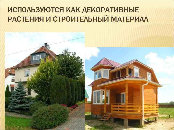 ИСПОЛЬЗУЮТСЯ КАК ДЕКОРАТИВНЫЕ РАСТЕНИЯ И СТРОИТЕЛЬНЫЙ МАТЕРИАЛ 
