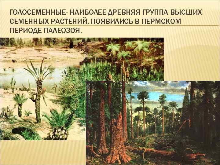 ГОЛОСЕМЕННЫЕ- НАИБОЛЕЕ ДРЕВНЯЯ ГРУППА ВЫСШИХ СЕМЕННЫХ РАСТЕНИЙ. ПОЯВИЛИСЬ В ПЕРМСКОМ ПЕРИОДЕ ПАЛЕОЗОЯ. 